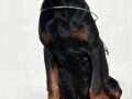 doberman-small-2