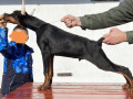 doberman-small-0