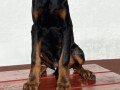 doberman-small-1