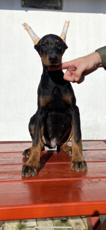 doberman-big-4