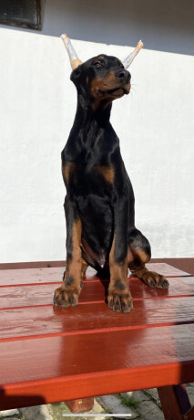 doberman-big-3