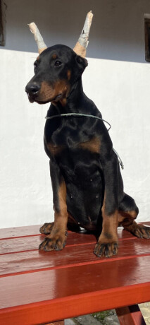 doberman-big-2