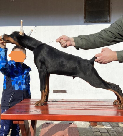 doberman-big-0