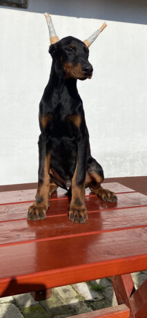 doberman-big-1