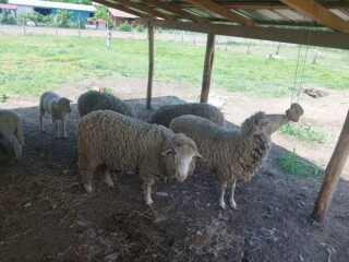 Prodajem 3 ovce, ovna i zensko jagnje, za priplod-
