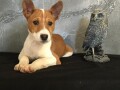 basenji-stenci-small-2