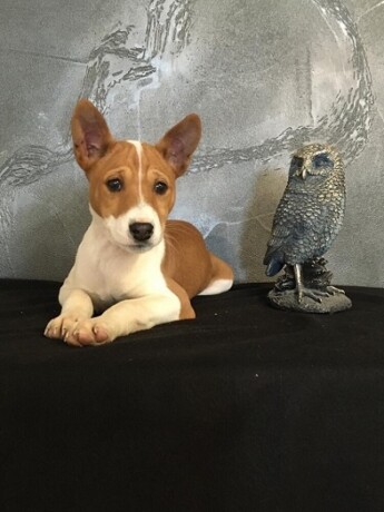 basenji-stenci-big-2