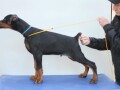 stenci-dobermana-small-0