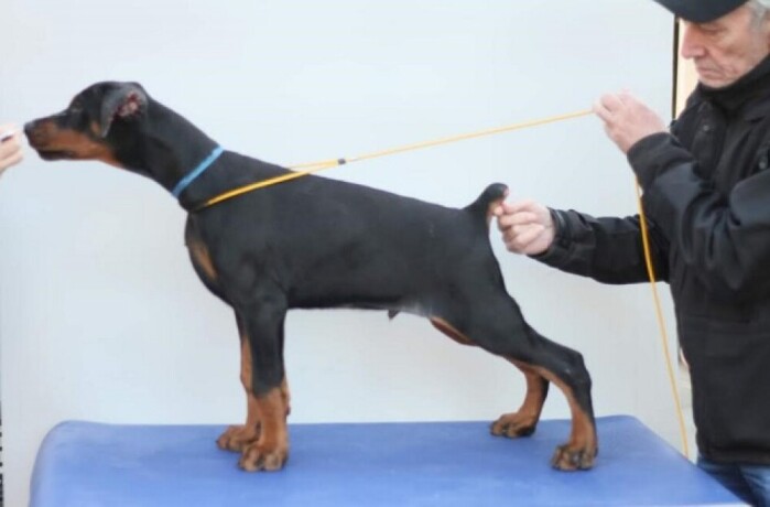 stenci-dobermana-big-0