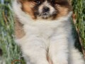 pomeranac-boo-zenkica-small-0