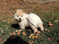 chow-chow-zenka-i-muzjak-small-1