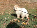 chow-chow-zenka-i-muzjak-small-2