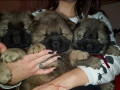 chow-chow-zenka-i-muzjak-small-3