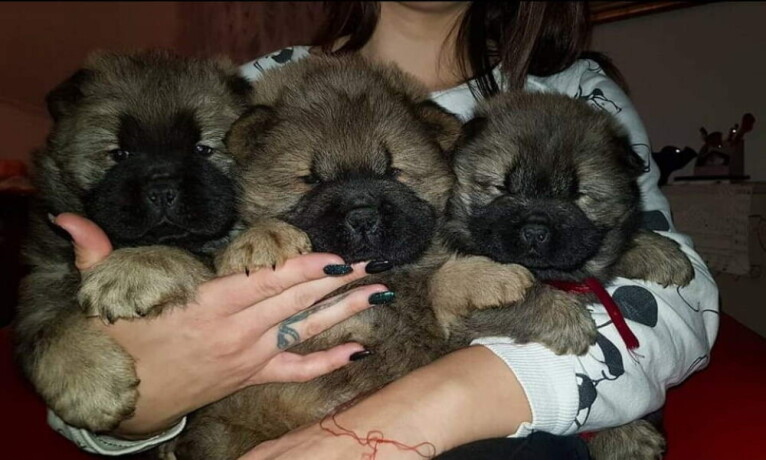 chow-chow-zenka-i-muzjak-big-3