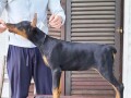 doberman-stenci-small-4