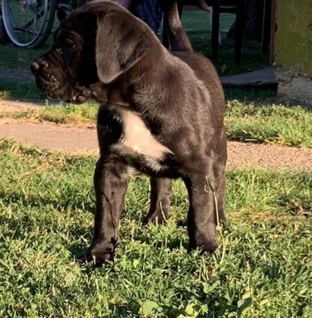 cane-corso-stenci-big-3