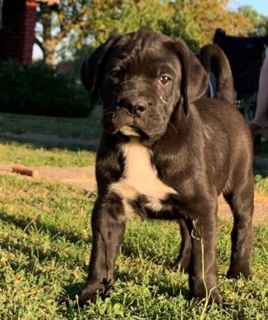 cane-corso-stenci-big-2