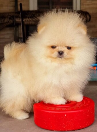 pomeranac-boo-zenkica-big-3