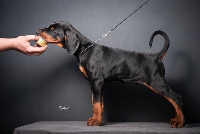 doberman-stenci-big-1