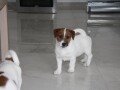 jack-russell-terier-small-1