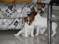 jack-russell-terier-small-0