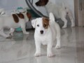 jack-russell-terier-small-2
