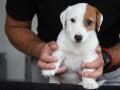 jack-russell-terier-small-3