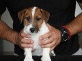 jack-russell-terier-small-4