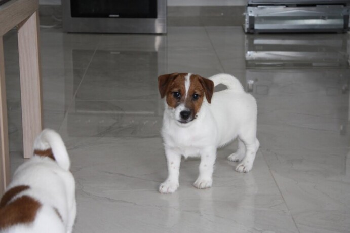 jack-russell-terier-big-1
