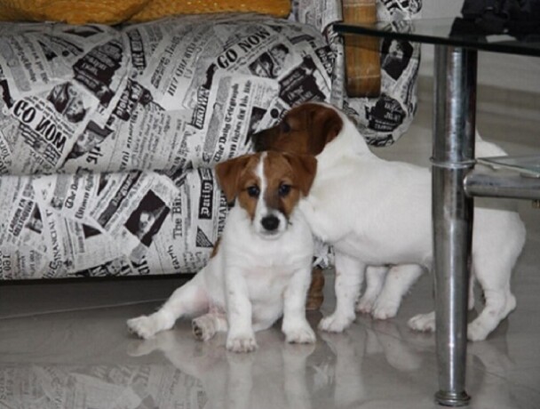 jack-russell-terier-big-0