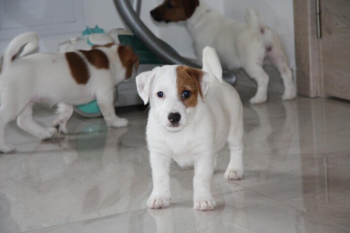 jack-russell-terier-big-2