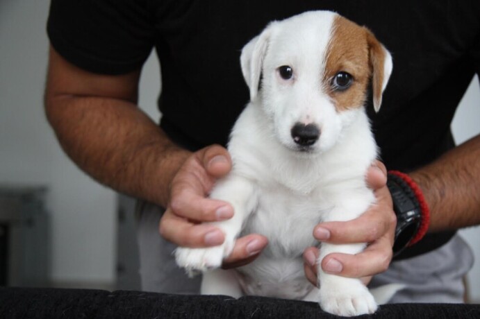 jack-russell-terier-big-3