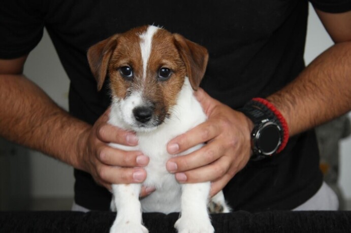 jack-russell-terier-big-4