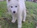 sibirski-samojed-stenci-small-4