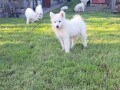 sibirski-samojed-stenci-small-3