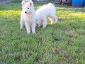 sibirski-samojed-stenci-small-1