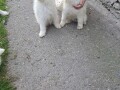 sibirski-samojed-stenci-small-2