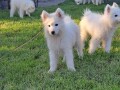 sibirski-samojed-stenci-small-0