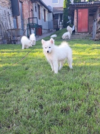 sibirski-samojed-stenci-big-3