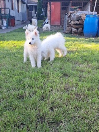 sibirski-samojed-stenci-big-1