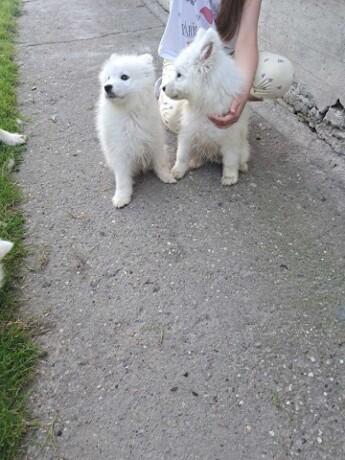 sibirski-samojed-stenci-big-2