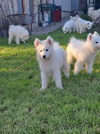 sibirski-samojed-stenci-big-0