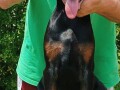 stenci-dobermana-small-1