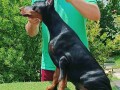 stenci-dobermana-small-0