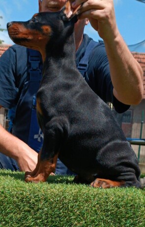 stenci-dobermana-big-3