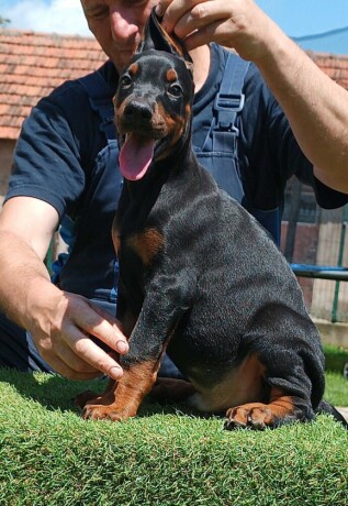 stenci-dobermana-big-4