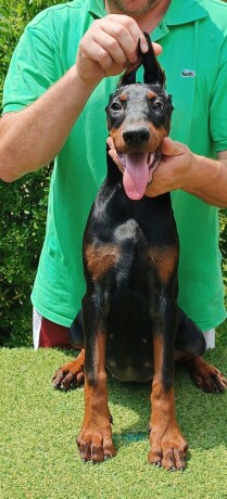 stenci-dobermana-big-1