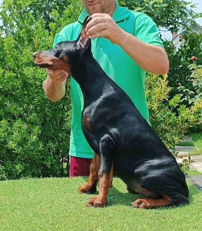 stenci-dobermana-big-0