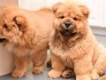 beautiful-litter-of-8-pure-chow-chow-puppies-small-0