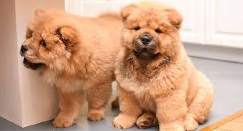 beautiful-litter-of-8-pure-chow-chow-puppies-big-0